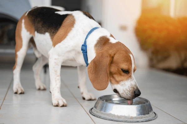 Dog Drinking & Feeding