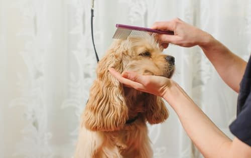 Dog Grooming